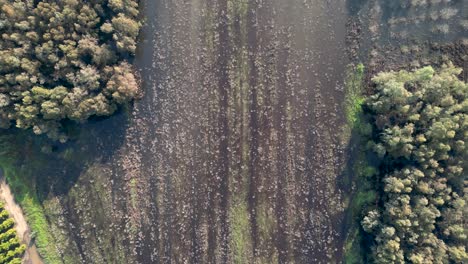 4K-drone-video-of-Rehovot-Winter-Pond--The-Secluded-Life-of-the-Rainy-Season--Rehovot-Israel