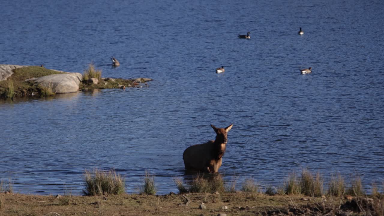 호수를 가로질러 헤엄치는 엘크 암컷은 모피를 흔들고 긴 핸드헬드 클립 가장자리를 걷고 있습니다.