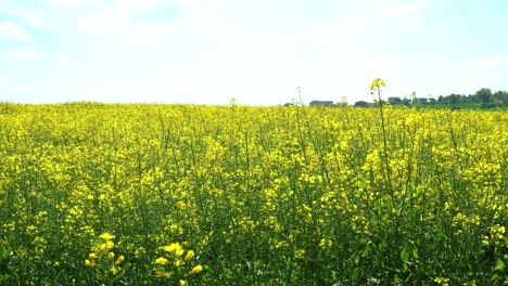 Campo-Amarillo-Floreciente-De-Colza-Con-Cielo-Claro-Y-Soleado,-Toma-Estática-Del-Entorno-Natural-Primaveral