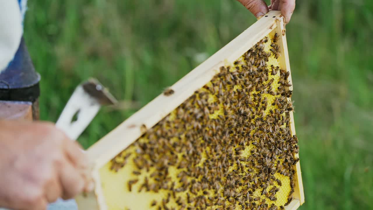 hands of man shows a wooden frame with honeycombs on the background of green grass in the garden. Life of worker bees