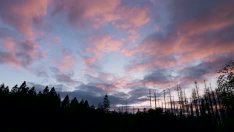 puesta de sol sobre un bosque