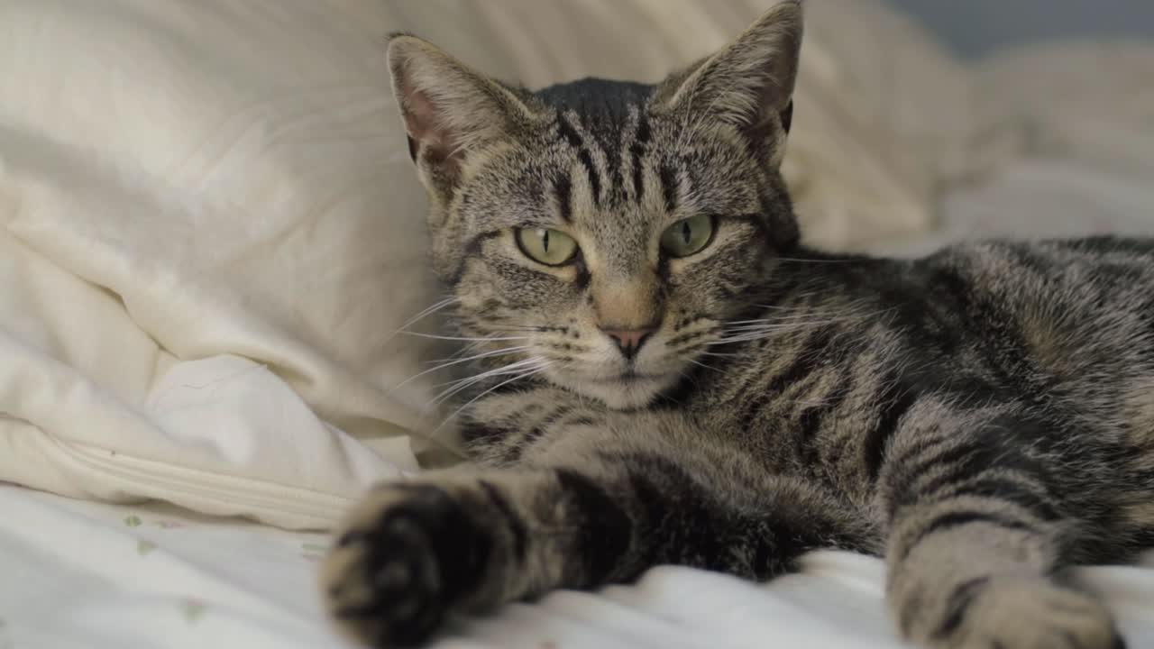 Giovane gatto soriano che riposa sul letto guarda in camera, ripresa media
