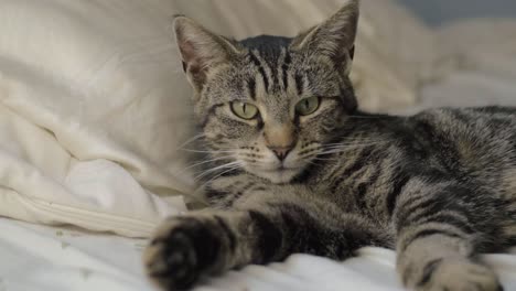 un joven gato atigrado descansando en la cama mira a la cámara en plano medio.