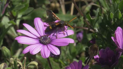 una avispa europea en una bonita flor de cerca y en cámara lenta