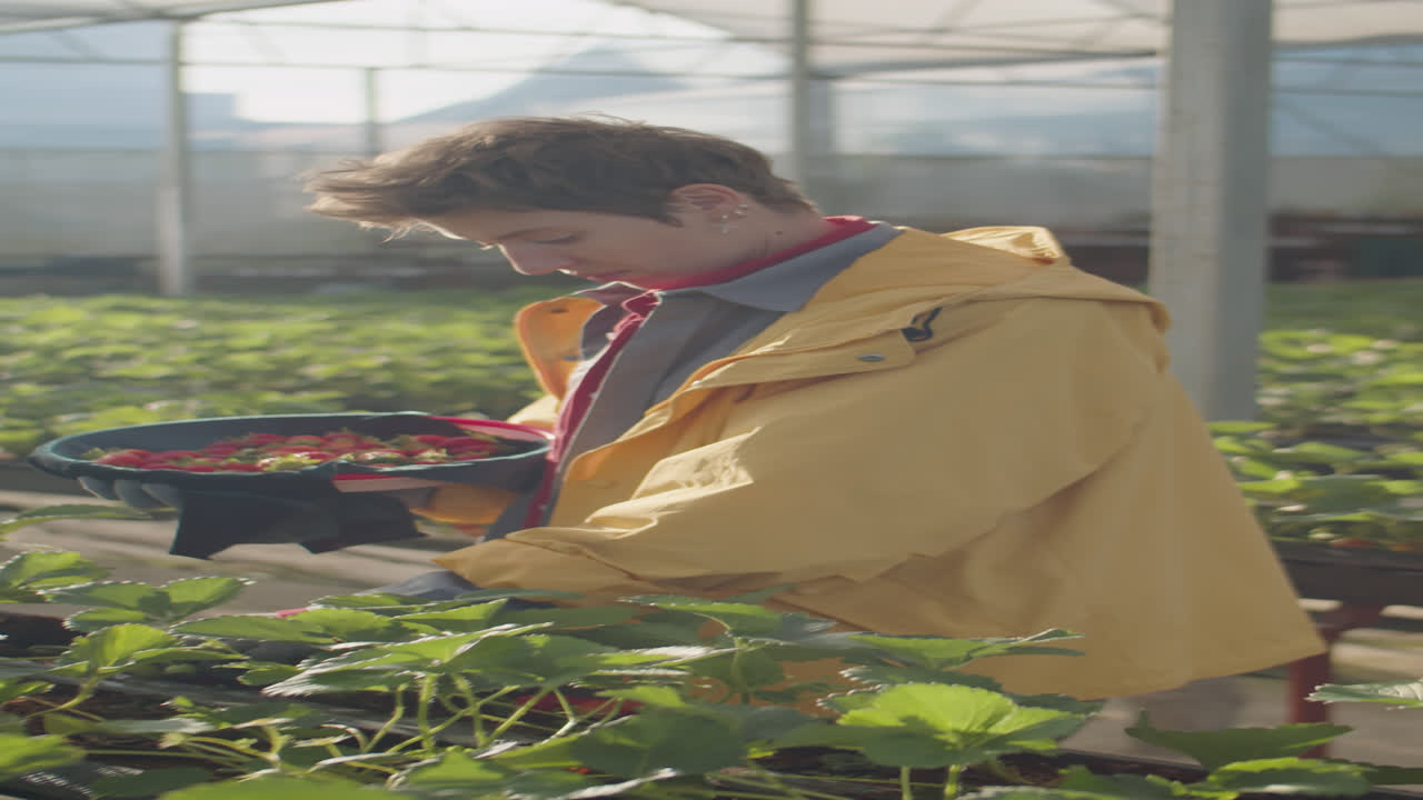 Female Worker Harvesting Strawberry in Sunlit Greenhouse