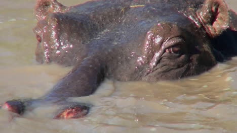 a hippo looks out of a river and stares at us