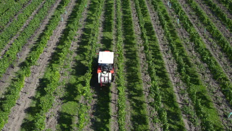 conducción de tractores en hileras de viñedos entre plantas de vid verdes