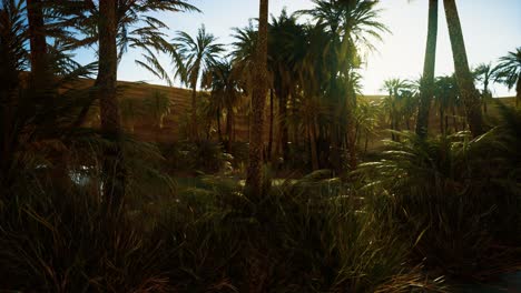 palm trees in sahara desert