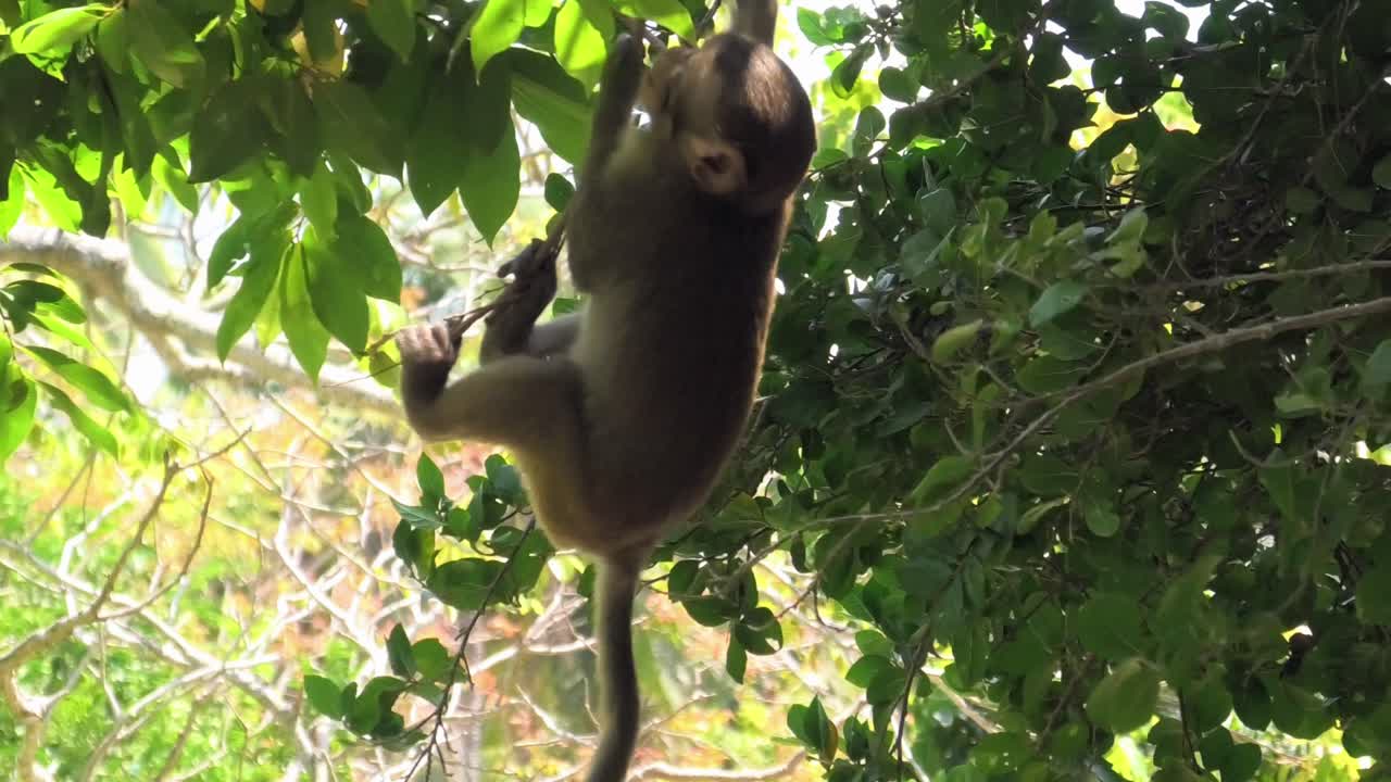 Wild baby macaque monkey climb on Tree at Monkey Island in Nha Trang, Vietnam, displaying natural agility and playful movement in their forest habitat