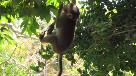 wild baby macaque monkey climb on tree at monkey island in nha trang, vietnam, displaying natural agility and playful movement in their forest habitat