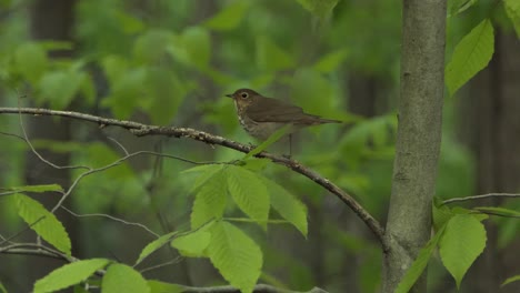 Wood-Thrush-bird-perched-on-a-tree-branch-surrounded-by-green-forest-leaves