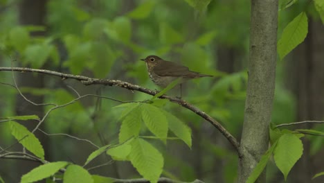 Holzdrosselvogel-Thront-Auf-Einem-Ast,-Umgeben-Von-Grünen-Waldblättern