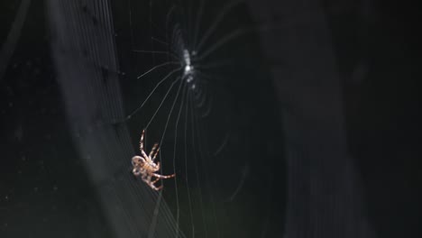 a common orb-weaver spider weaving web outdoor - close up