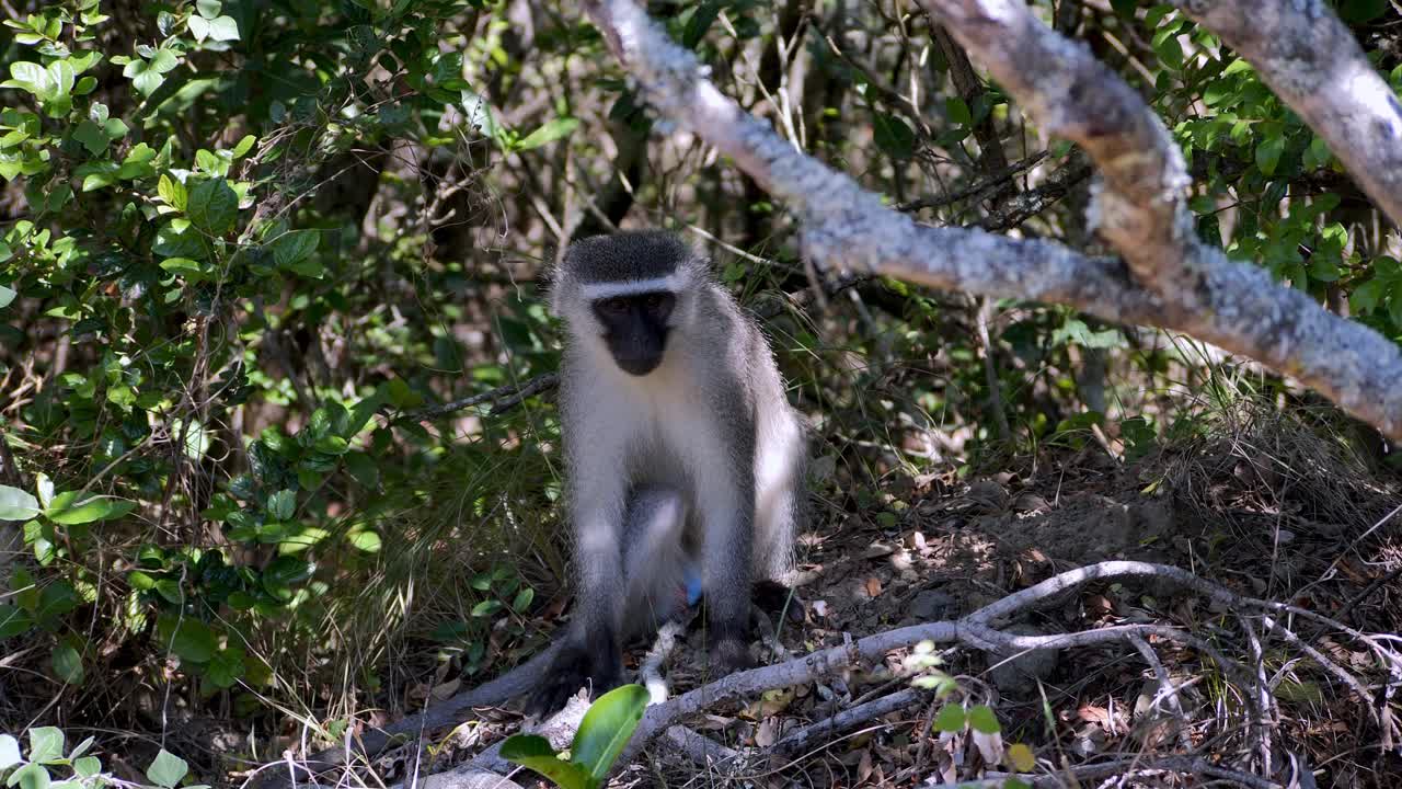 vervet se sienta en los arbustos pensando en sus propios asuntos.