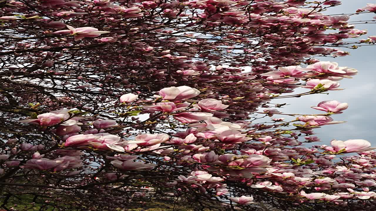 Pink magnolia flowers moving in breeze with spring branches and soft sky background vertical view at Walensee, Switzerland