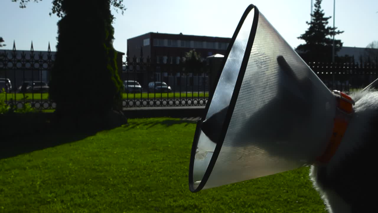 Sad footage of a black and white karelian breed bear dog wearing a pet cone or a E-collar outdoors in a sunny green garden with bokeh background. The animal is on a leash and looking around