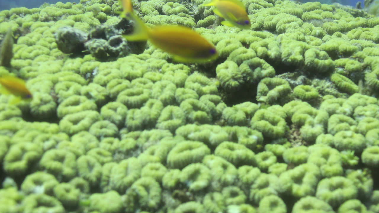 ''dipsastraea speciosa''는 merulinidae 계통의 식민지 돌 산호 종입니다.