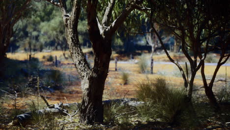 exploring serene natural landscape with trees and native vegetation
