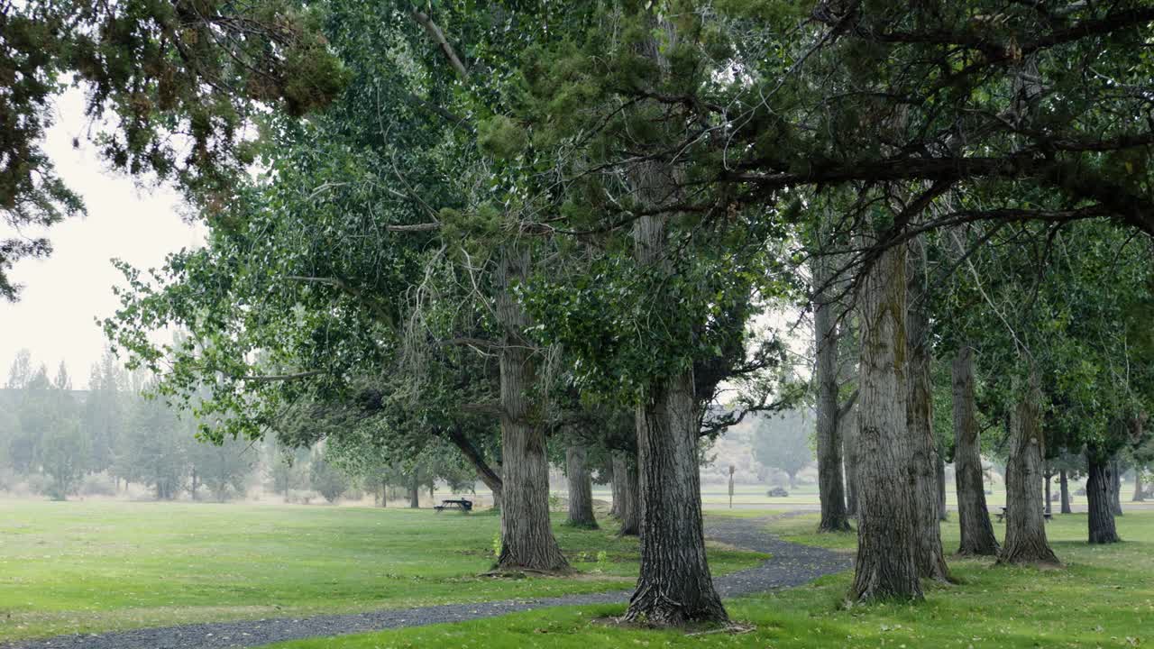 중부 오리건의 나무에서 여름 산불 연기가