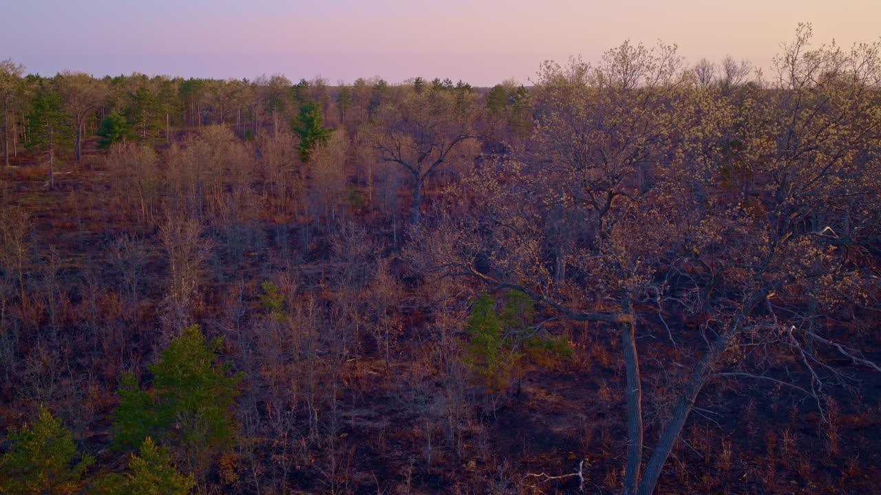화재로 피해를 입은 큰 숲의 광범위한 드론 촬영.