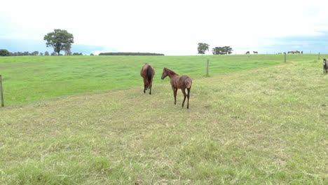 Thoroughbred-horses-grazing-at-cloudy-day-in-a-field