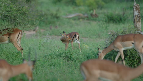 impalas in the african savanna
