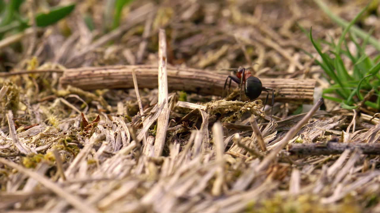 Slow motion close-up van een grote rode mier die door het gras beweegt en iets pakt