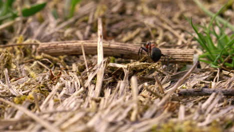 slow motion closeup of a big red ant moving through the grass grabbing something