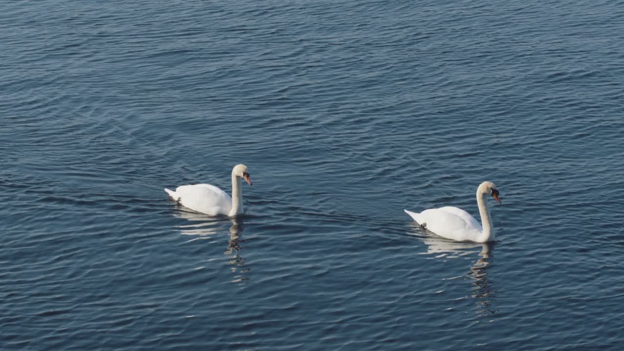 dos cisnes nadan uno tras otro en aguas tranquilas