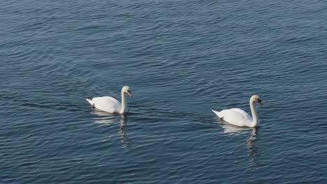 Dos-Cisnes-Nadan-Uno-Tras-Otro-En-Aguas-Tranquilas