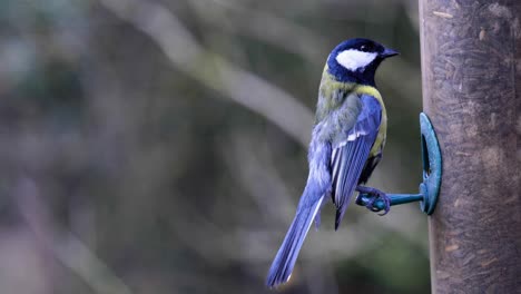 4k slow motion footage of a bird landing on a bird seeder and eating seeds