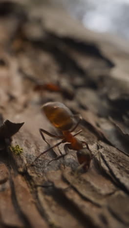 small brown ant crawls fast along pine tree trunk in forest on sunny day slow motion. probe lens footage of ecosystem close bottom view
