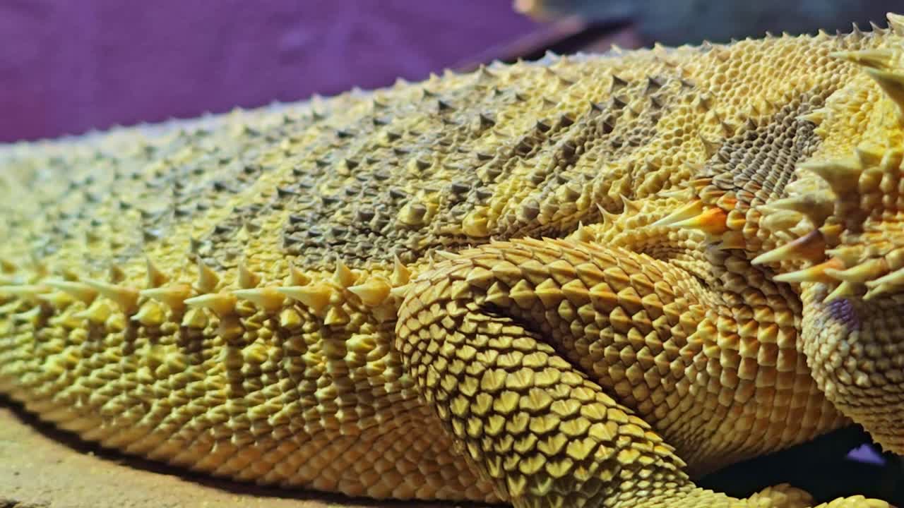 Vista macro delle squame di un drago barbuto che mostra la texture e il movimento respiratorio