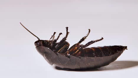dead cockroach closeup
