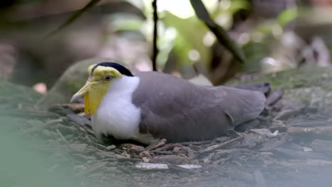 a beautiful female masked lapwing on her nest, incubating her eggs - close up