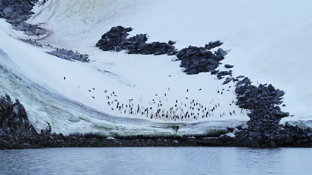 colonia de pingüinos en tierra, en la nieve y el hielo en la antártida, en la costa y la costa junto al agua del mar del océano sur en la península antártica.