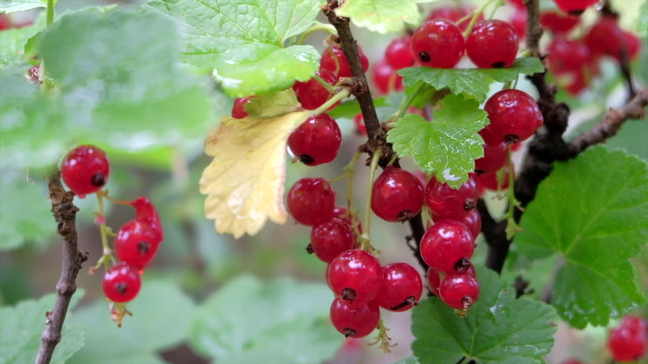 Close up of wet redcurrant ripe on the bush in sunlight