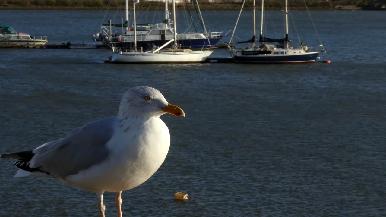Un gabbiano maschio, speranzoso, in piedi sul molo soleggiato del porto in attesa di cibo, con barche sullo sfondo.