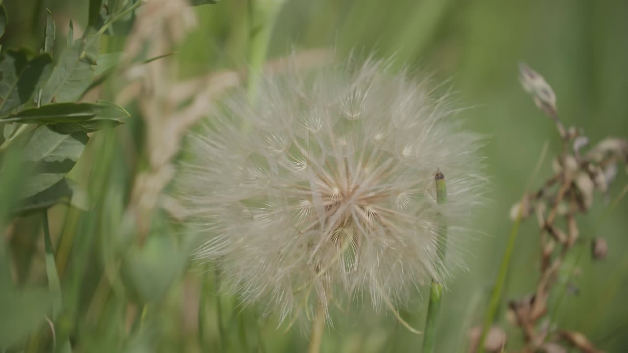 el diente de león en boulder, colorado, la gran flor del diente de león, las flores silvestres de colorado