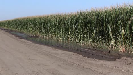 Pan-shot-of-corn-field-in-California,-USA