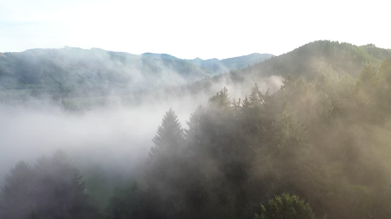화창한 가을 아침에 계곡 위의 안개와 침엽수림의 영화적 공중 전망, 드론 샷