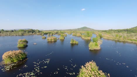 antena: muévete sobre un lago del jardín botánico con plantas acuáticas como lirios, flores de loto y otras plantas flotantes.