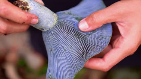 mujer que muestra el hongo índigo lactario azul