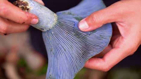 woman showing blue lactarius indigo mushroom