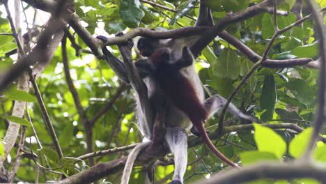 Red-colobus-monkey-baby-clumsily-climbing-on-branch-around-its-mother