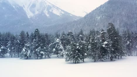 Schöner-Schneeszenenwald-Im-Winter.-Überfliegen-Von-Schneebedeckten-Kiefern.