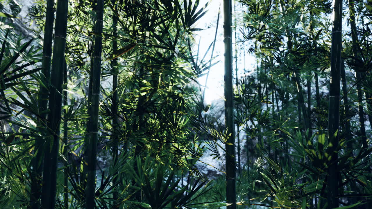 bosque de bambú iluminado por el sol