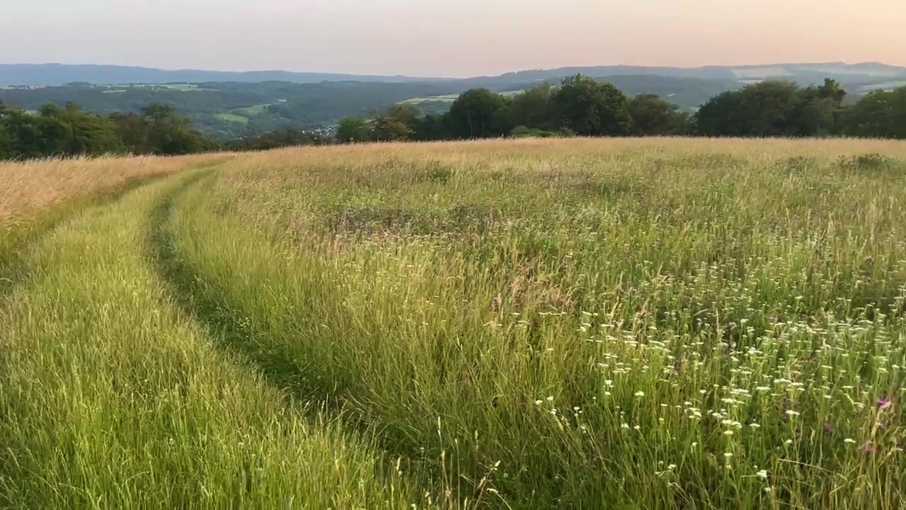 Panoramic view over blooming meadow and rolling hills in Germany at sunset, with soft light and distant trees, evoking calm nature, countryside, and peaceful rural scenery.