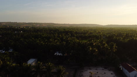 Aerial,-cinematic-flyover-tropical-palm-tree-forest-plantation-at-dawn