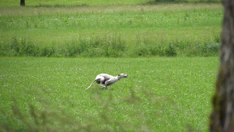 Perro-Corriendo-Por-Un-Campo-En-Cámara-Lenta